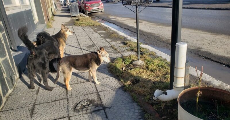 El CADIC investiga la presencia de parásitos en espacios verdes de Ushuaia